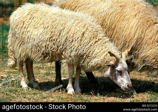 RACKA SHEEP, A BREED FROM HUNGARY