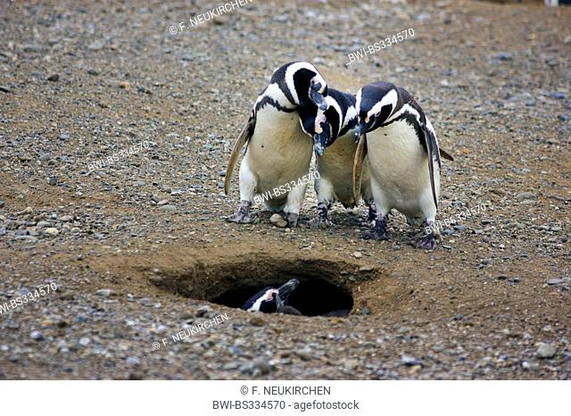 Magellanic penguin (Spheniscus magellanicus), three penguins looking into a nesting hole, Chile, Isla Magdalena, Punta Arenas