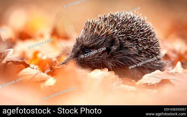 European hedgehog, erinaceus europaeus, sniffing in autumn forest with orange leafs on the ground. Wild rodent with snout in wilderness
