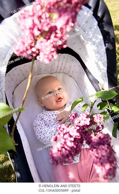 baby in pram with lilac blossom