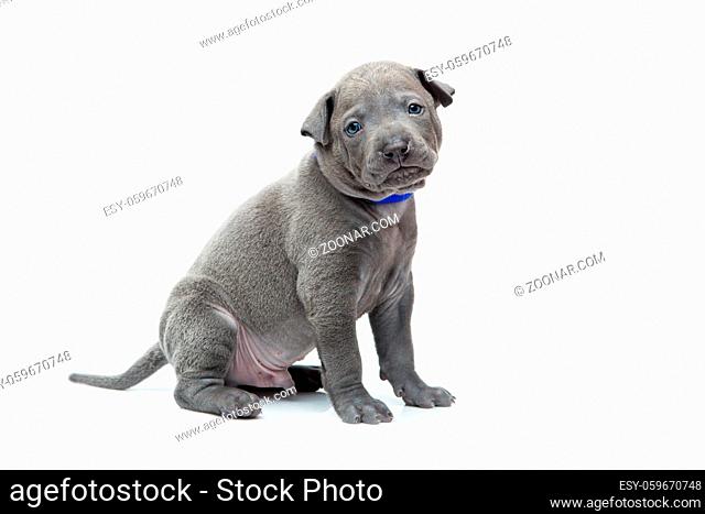 One month old thai ridgeback puppy dog in blue collar sitting. Isolated on white. Copy space