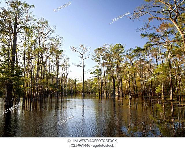 Bayou Sorrel, Louisiana - A cypress-tupelo forest in the Atchafalaya River Basin