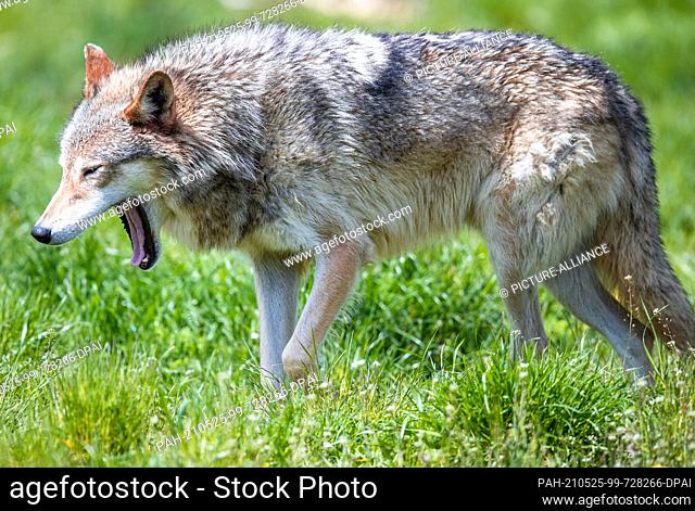 21 May 2021, Mecklenburg-Western Pomerania, Sternberg: A domesticated Timberwolf is on the move in its enclosure at the Sternberger Burg camel farm