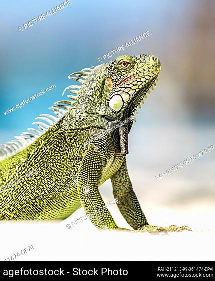 26 November 2017, Curaçao, Willemstad: A green iguana lies on the beach and enjoys the sun's rays. Photo: Silas Stein/dpa. - Willemstad/Curaçao