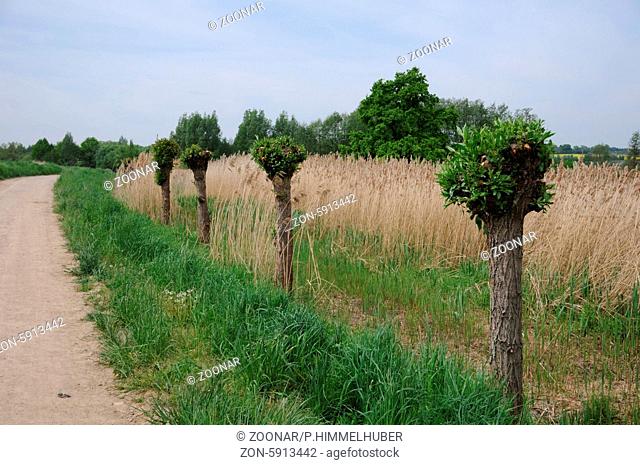 Salix, Kopfweiden, Pollard willows, Austrieb nach Rückschnitt