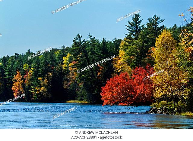 Fall colour along the North branch of the Muskoka River in Ontario's Muskoka Region near the town of Port Sydney