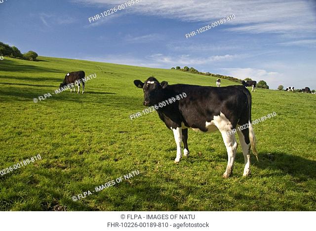 Domestic Cattle, Holstein Friesian, cows grazing in pasture, Dorset, England, spring