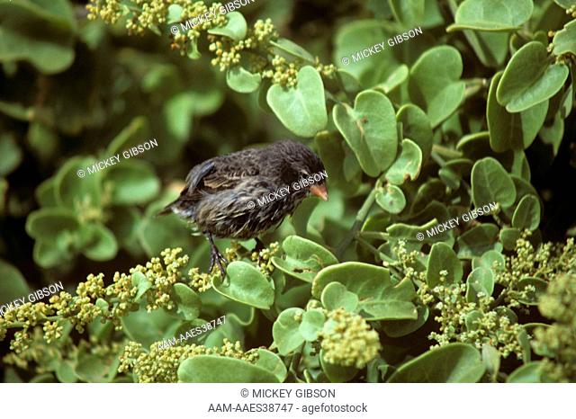 Small Ground Finch (Geospiza fuliginosa) Espanola, Galapagos