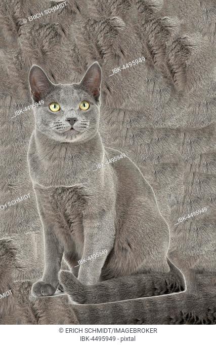 Russian Blue, House cat (Felis silvestris catus), male cat, 8 months, digitally manipulated
