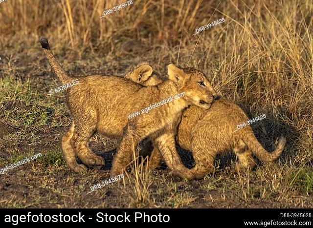 Africa, East Africa, Kenya, Masai Mara National Reserve, National Park, Babies lion (Panthera leo), playing in the savannah
