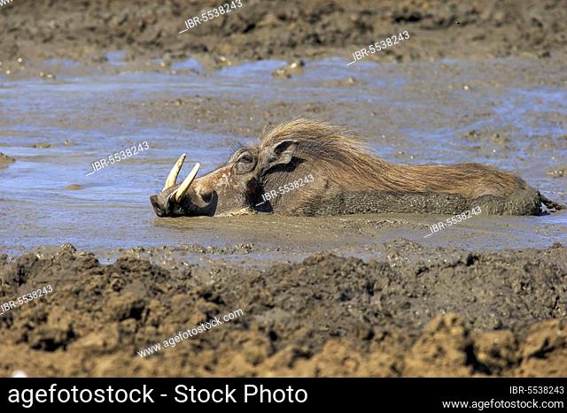 Warthog, adult in water bathing, Kruger Nationalpark, South Africa, Africa (Phacochoerus aethiopicus), Africa