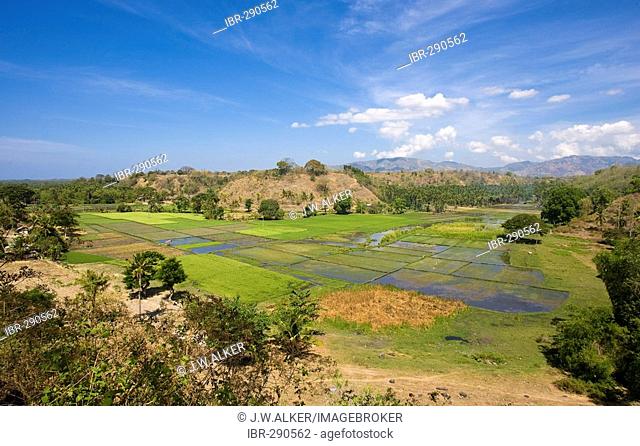 Rice field on Negros, Philippines