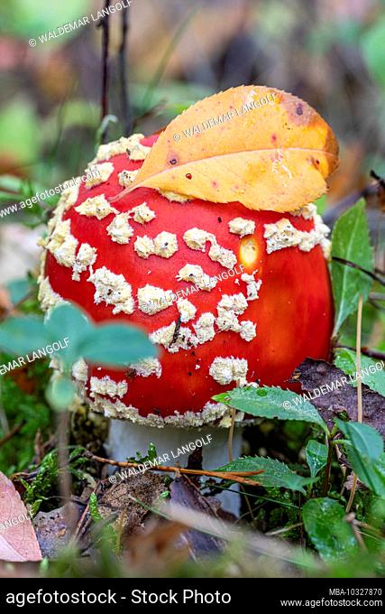 Toadstool in the autumn forest