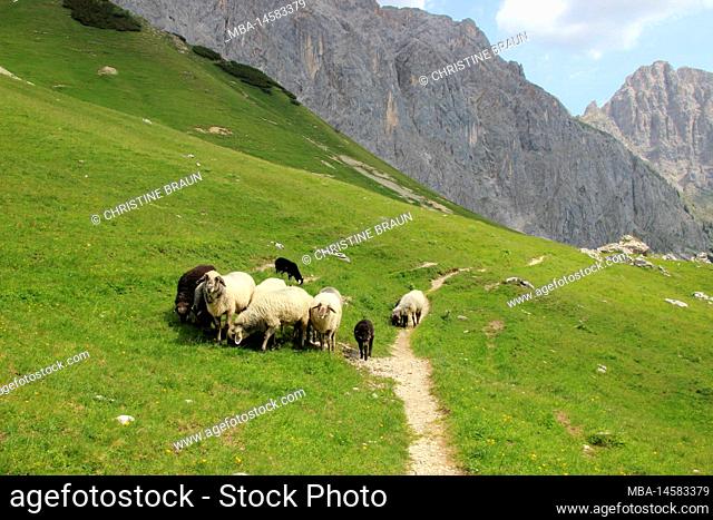 Summer, summer atmosphere in the Puittal in the Wetterstein mountains, Tyrol, mountain sheep, sheep on the hiking trail