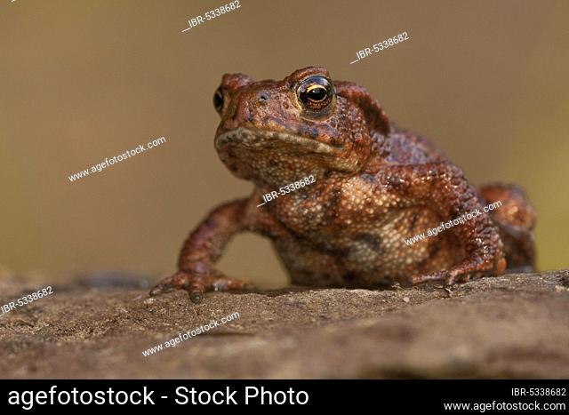 Common toad (Bufo bufo) Rhineland-Palatinate, Germany, Europe