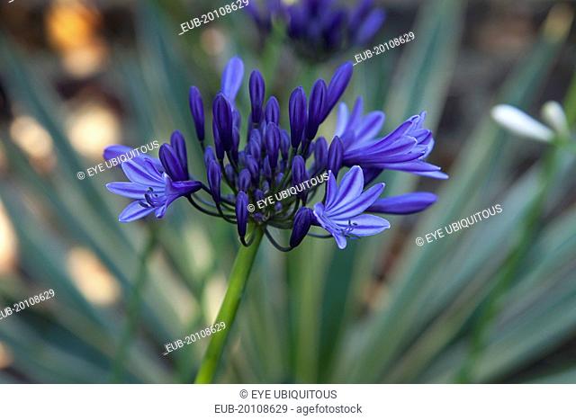 Close up Agapanthus Deep Blue flower
