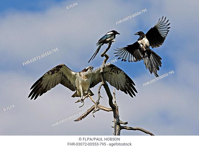 Osprey Pandion haliaetus adult, being mobbed by Common Magpie Pica pica, Finland