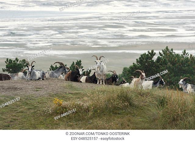 The dunes on the North Sea Island of Terschelling grazed by goats to maintain visibility and to prevent forest growth