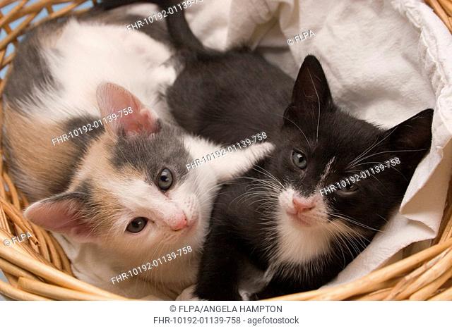 Domestic Cat, two kittens in wicker basket, different colour siblings