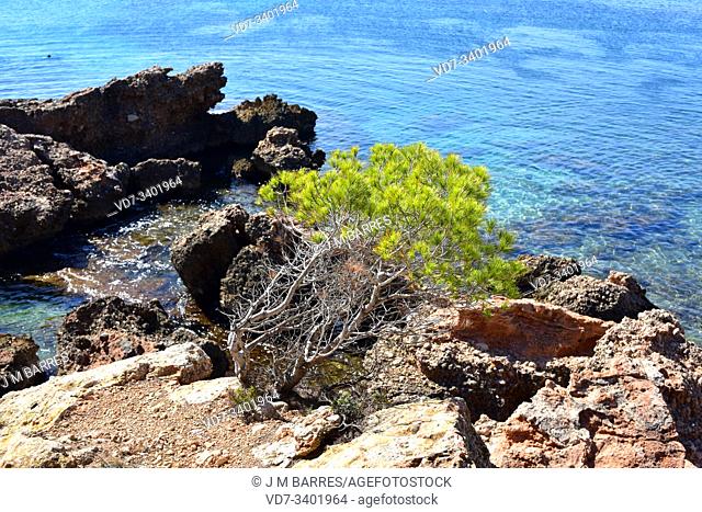 Aleppo pine (Pinus halepensis) is a conifer tree native to all Mediterranean Basin. This photo was taken in L'Ametlla de Mar, Tarragona province, Catalonia