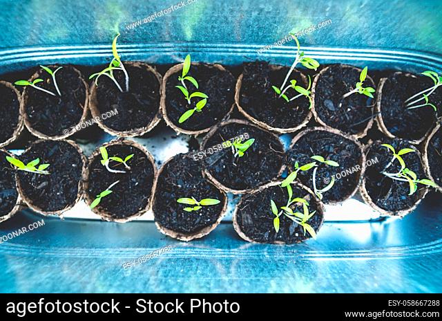 Tomato seedlings in small pots. gardening in tin balcony container aerial view