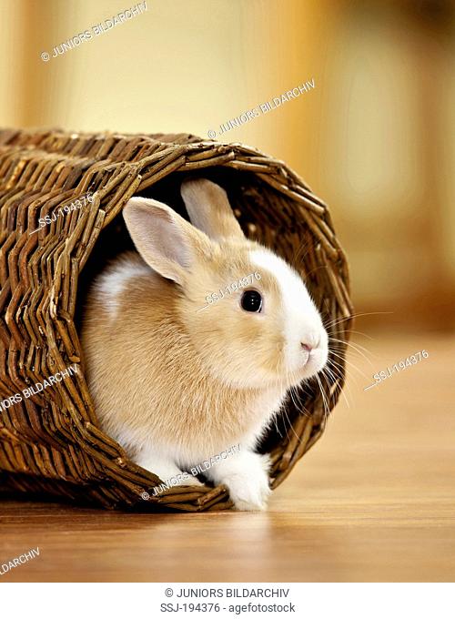 Netherland Dwarf Rabbit. Young in a wicker tunnel. Germany
