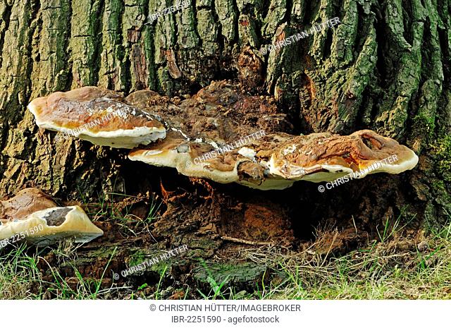 Artist's Fungus or Lacquered Bracket (Ganoderma applanatum, Ganoderma lipsiense), North Rhine-Westphalia, Germany, Europe