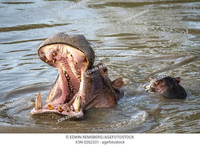 A Common hippopotamus (Hippopotamus amphibius) bathes in the muddy water with its mouth open at Maasai Mara National Park, Kenya