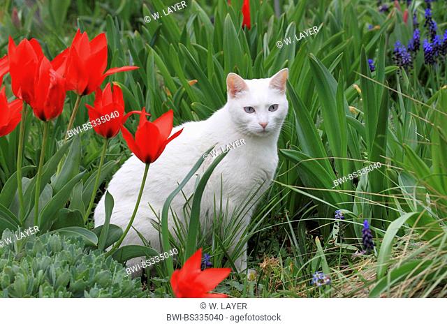 domestic cat, house cat (Felis silvestris f. catus), white cat in garden with red tulips, Germany