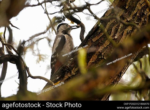 Great spotted woodpecker (Dendrocopos major) pictured in Olomouc, Czech Republic, on December 18, 2023. (CTK Photo/Ludek Perina)