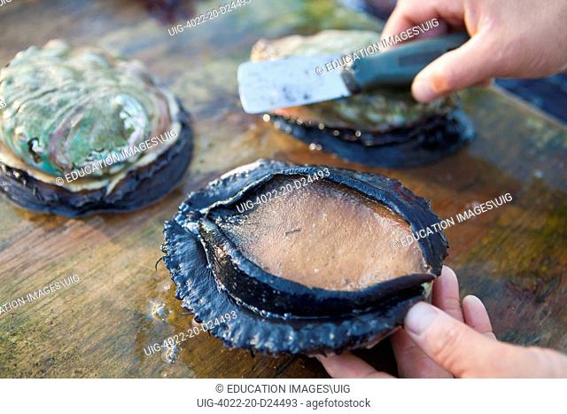 worker inspecting foot of abalone at Cultured Abalone, Goleta, California