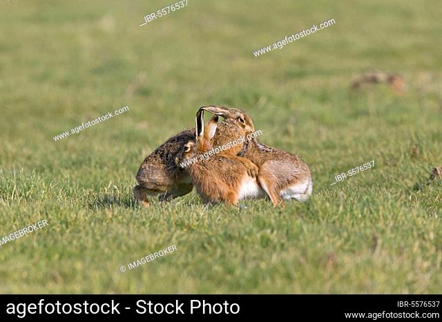 European Hare (Lepus europaeus) adult pair, 'boxing', female biting back fur of male in grass field, Suffolk, England, United Kingdom, Europe