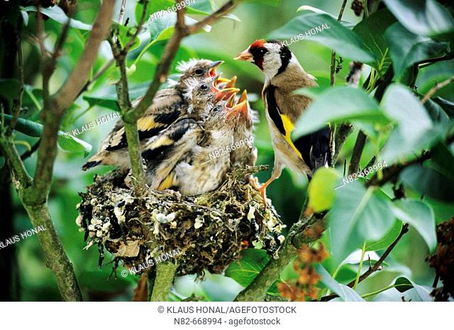 Goldfinch (Carduelis carduelis) feeds his five fledglings at the nest