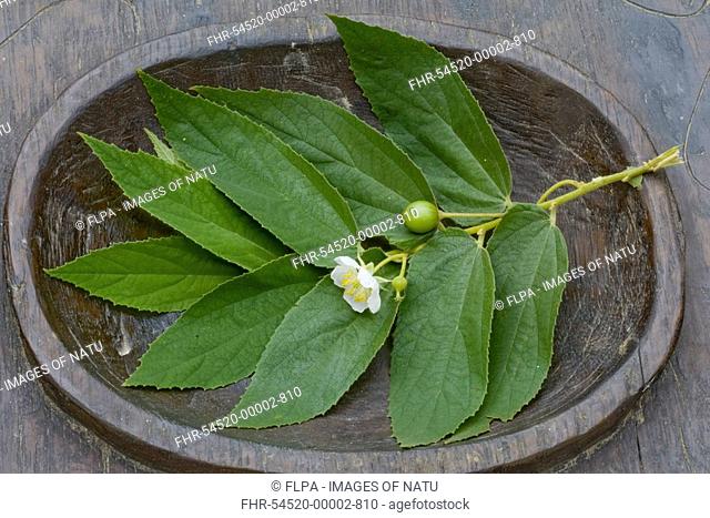 Jamaican Cherry Muntingia calabura leaves, flower and unripe fruit, in wooden bowl, Palawan, Philippines, march