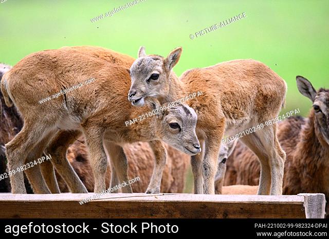 07 May 2022, Hamburg: Lambs of the European mouflon (Ovis gmelini musimon) in a feeding trough in their enclosure at the Klövensteen Game Reserve