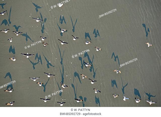 aerial view to flying seagulls at the beach, Belgium, Flanders, Knokke