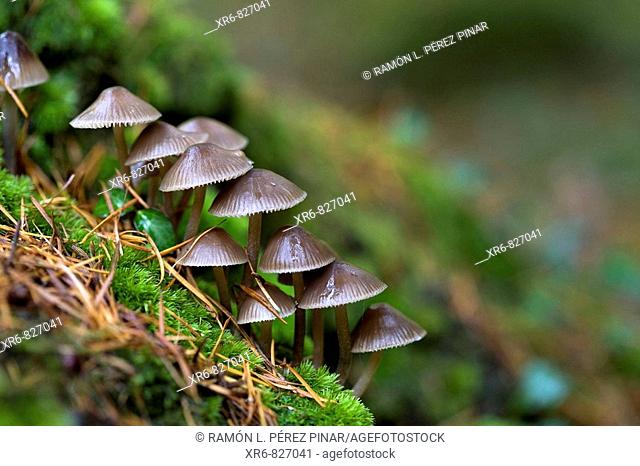 Setas en el bosque de Espinaredo, Asturias., Mushrooms in the forest Espinaredo, Asturias