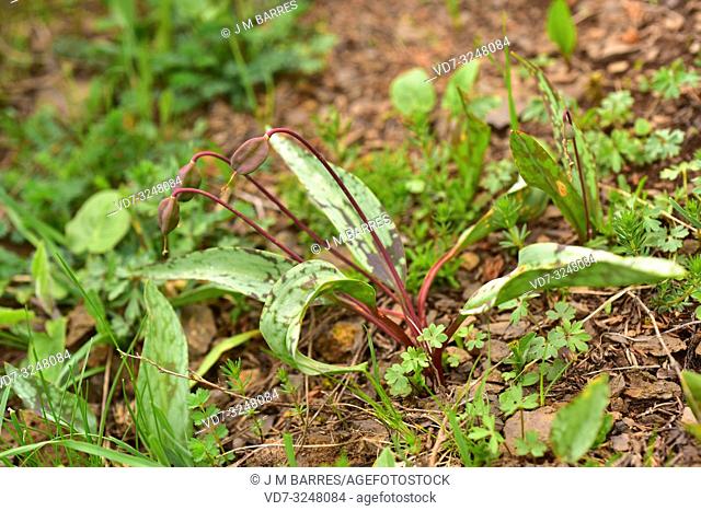 Dogtooth violet (Erythronium dens-canis) is a bulbous perennial herb native to central Europe and southern Europe mountains. Fruit detail