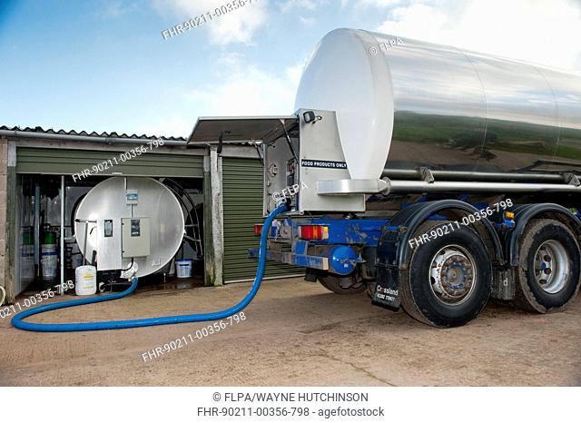 Dairy farming, milk being collected off farm in tanker, England, november