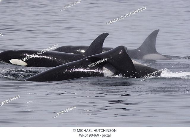 Killer whales Orcinus orca, pod travelling together, one individual with flopped dorsal fin Monterey, California, USA A4 only