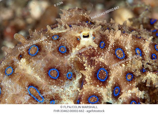 Greater Blue-ringed Octopus (Hapalochlaena lunulata) adult, close-up of eye, Lembeh Straits, Sulawesi, Sunda Islands, Indonesia, November