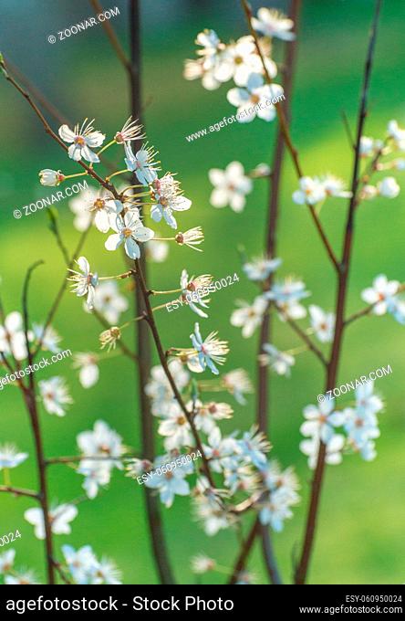 Sunlit aging delicate white cherry blossom flowers in afternoon light against a green background