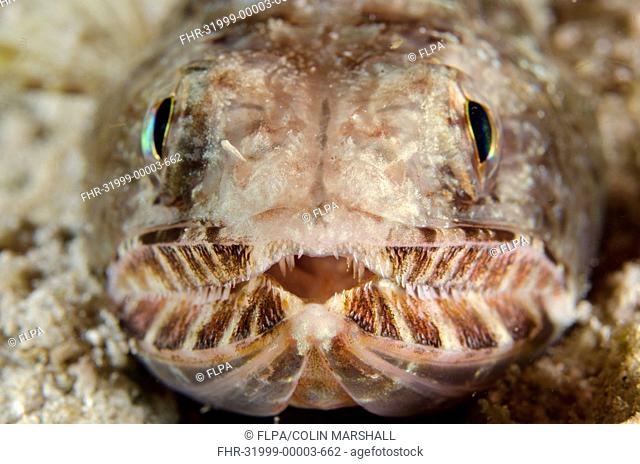 Slender Lizardfish (Saurida gracilis) adult, close-up of head, Padar Island, Komodo N.P., Lesser Sunda Islands, Indonesia, March