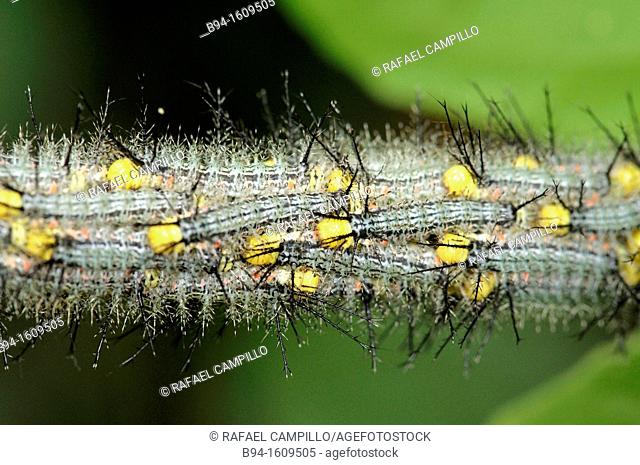 Caterpillars of Lepidoptera, Madidi National Park in the upper Amazon river basin in Bolivia