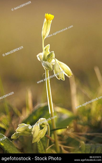 Common cowslip (Primula veris), NP Eifel, North Rhine-Westphalia, Germany, Europe