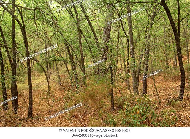 oak forest (Quercus faginea) in the Alto Palancia region near Pina de Montalgrao. Castellón. Spain