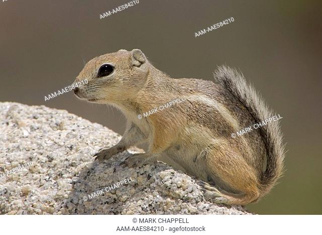 Antelope Ground Squirrel (Ammospermophilus leucurus), Joshua Tree National Park, Riverside County, California -- nursing female