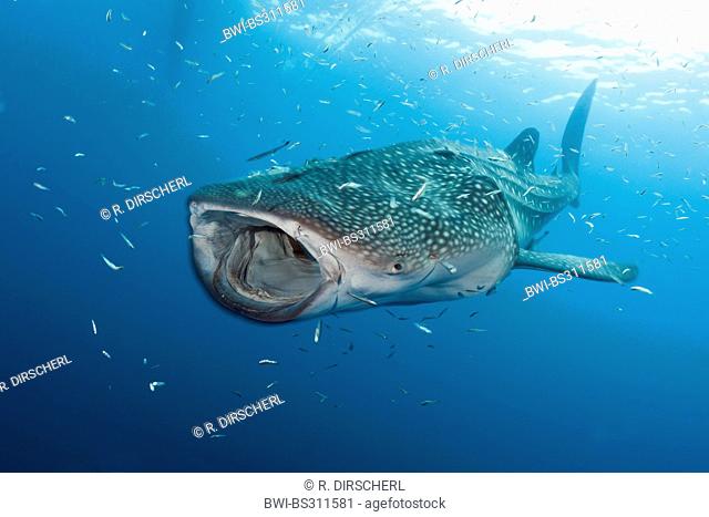 whale shark (Rhincodon typus), swimming through a shoal with open mouth, Indonesia, Western New Guinea, Cenderawasih Bay
