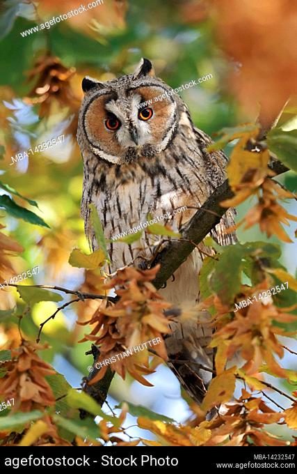 Long-eared owl (Asio otus) in autumn, North Rhine-Westphalia, Germany