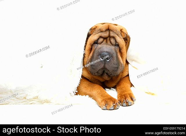 adorable 4 months shar pei puppy dog lying under white cozy fluffy plaid. studio shot isolated on white background. copy space